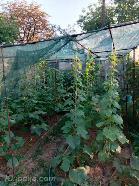 Продам участок 8,0 сот., земля поселений(ИЖС), ДОНЕЦК