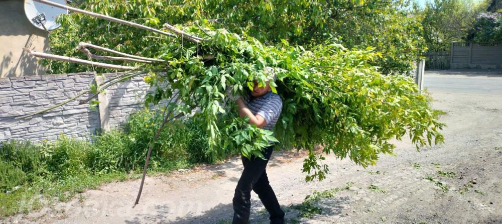 Вывоз деревьев , веток и листвы ., ДОНЕЦК
