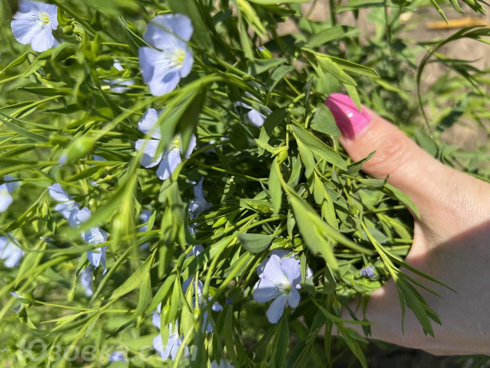 Семена льна элита и репродукции, ДОНЕЦК