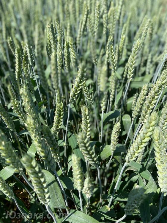 Семена озимой пшеницы элита и репродукции, ДОНЕЦК