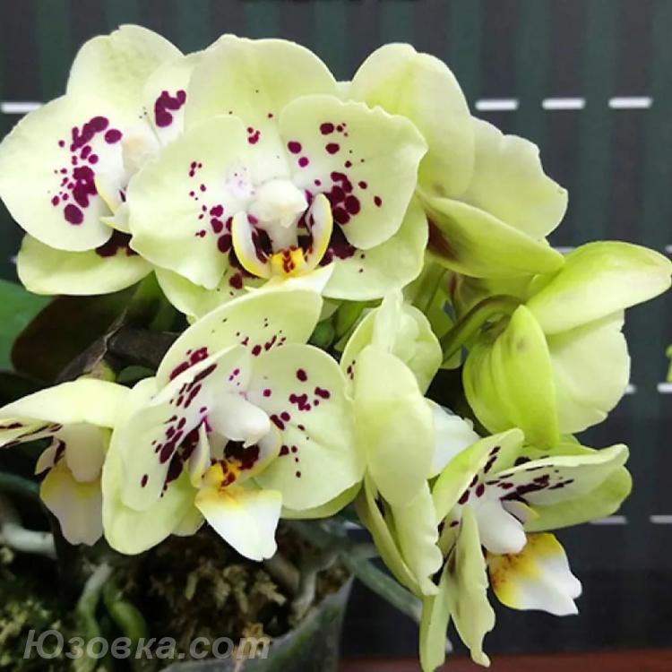 Орхидеи фаленопсисы, только домашние растения