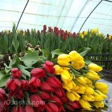 тюльпаны и гиацинты к 8 марта, Старобешево