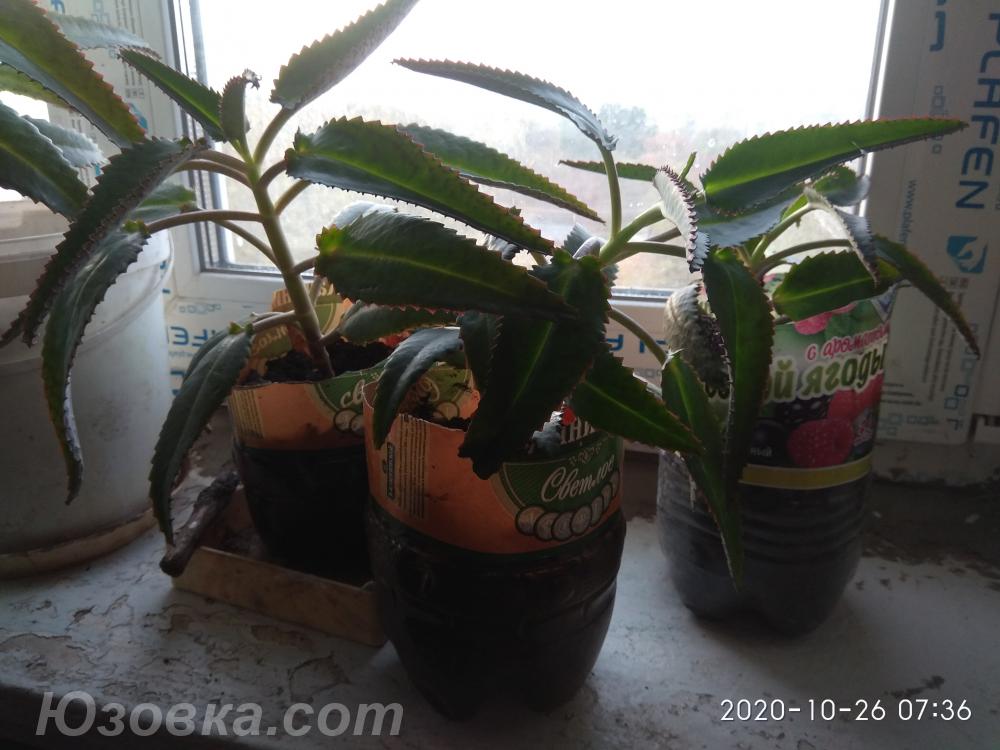 Продаются ростки каланхоэ Дегремона