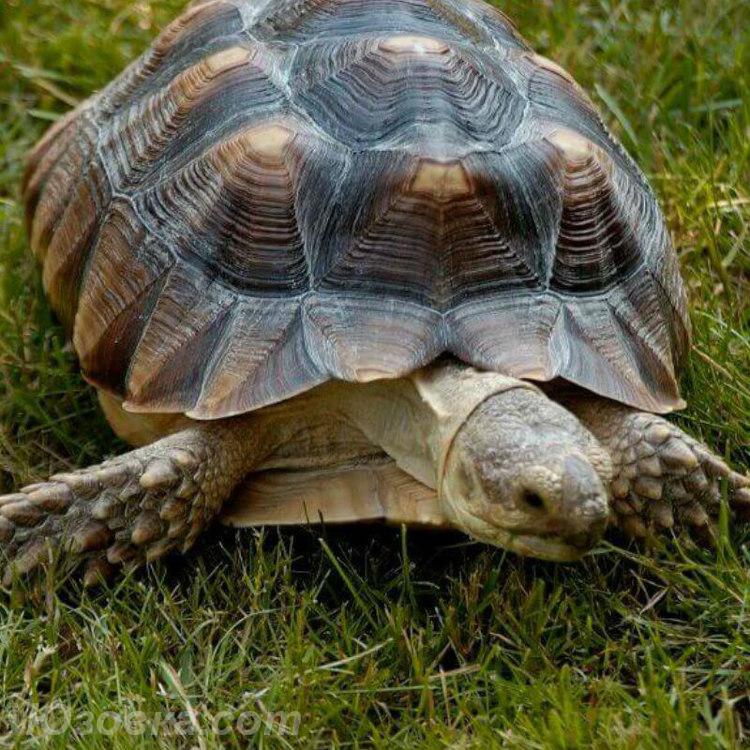 Африканская шпороносная черепаха крупная