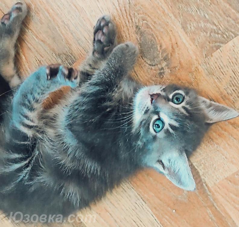 Котенок в добрые руки, Макеевка