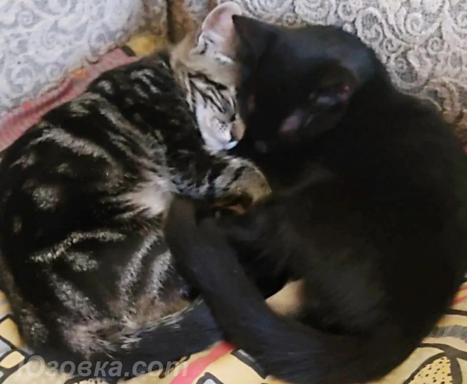 Котенок котята в добрые руки, Макеевка